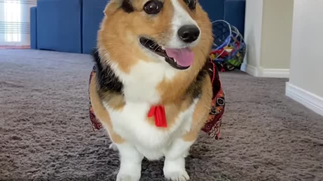 Cute corgi defends boyfriend to protective dad Hammy and Olivia