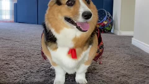 Cute corgi defends boyfriend to protective dad Hammy and Olivia