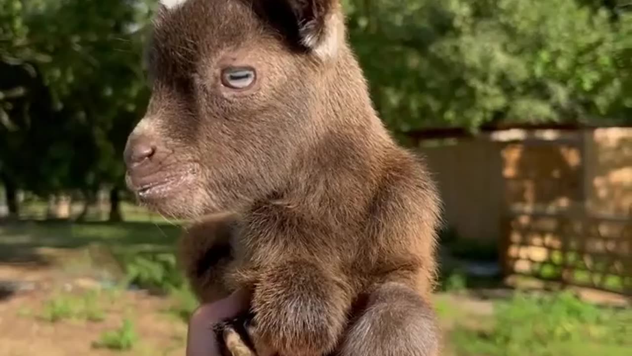 cute baby animal 😍