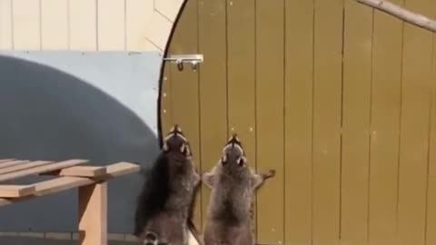 Racoons try to open the door