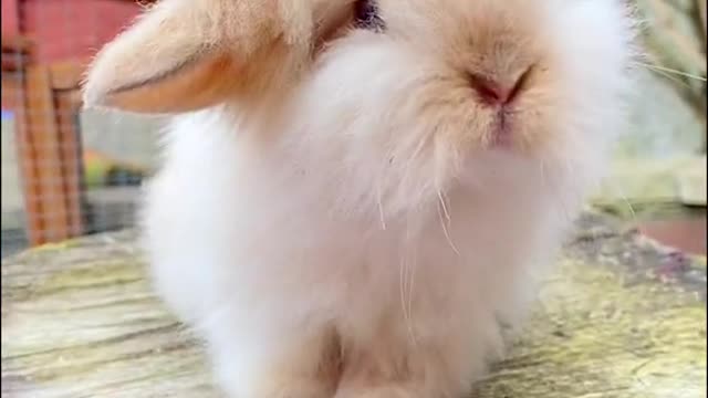 cute #bunny #rabbit #butterfly