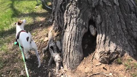 Squirrel watching