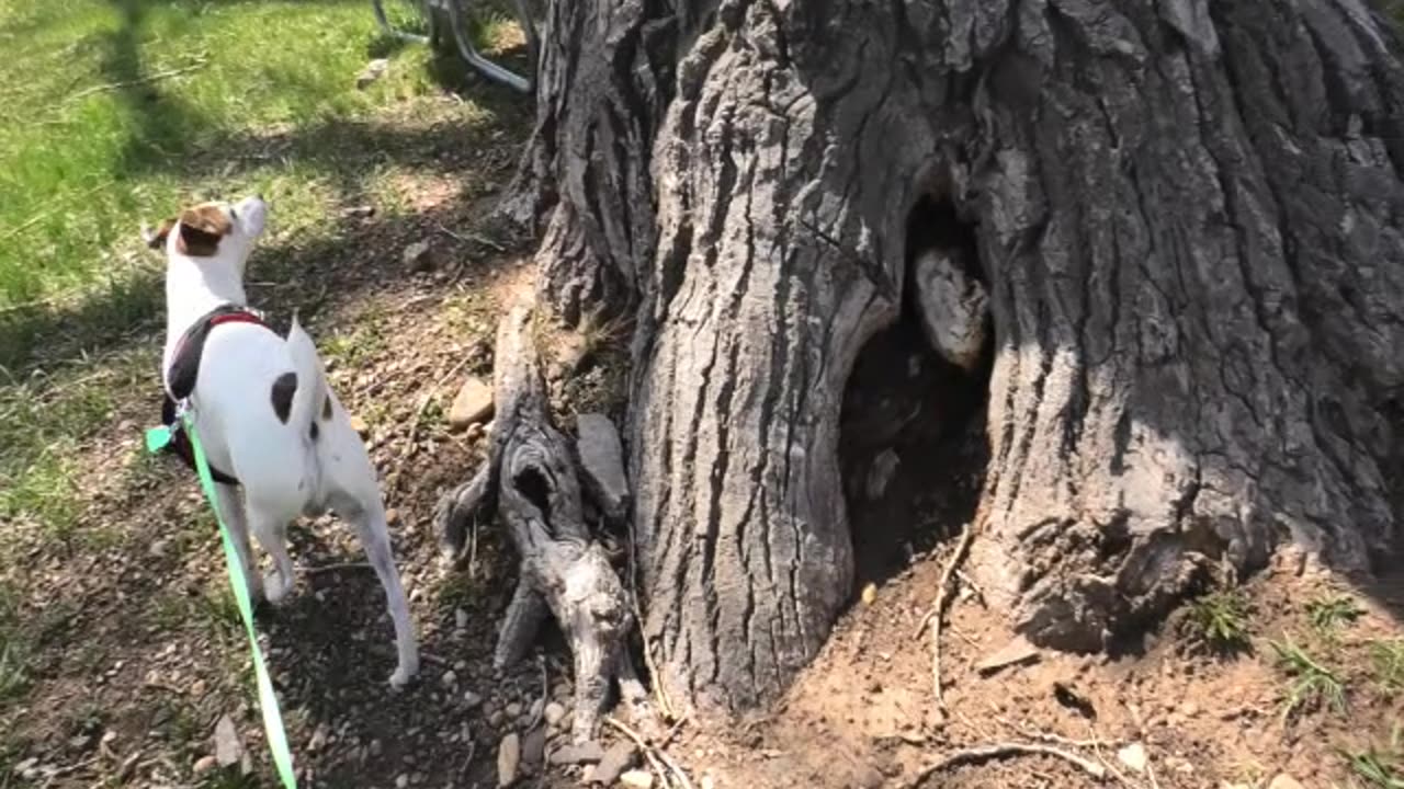 Squirrel watching