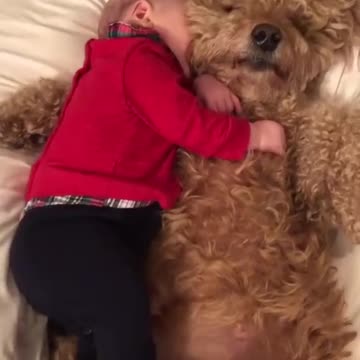 The BEST Entertainment for Your Bored Dog! video#03, Dogs & Puppies