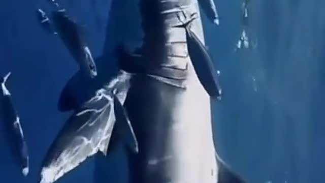 Sea creature shark