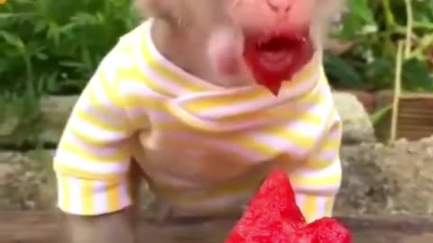 Baby Monkey Bon Bon Eats Watermelon | Monkey Loves Watermelon | Monkey Watermelon Party #monkey