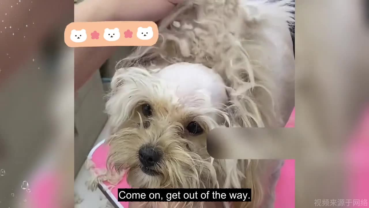 Those dogs bring us joy.
