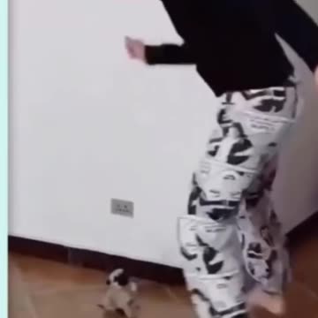 Funny Animal Video 2023 Cute Funny Dog Videos 🐶🐶😂