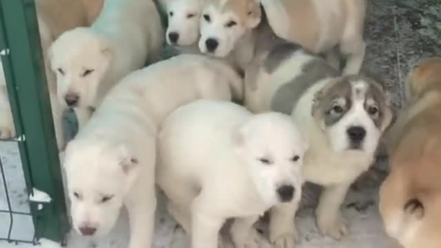 There are too many Alabaevs.