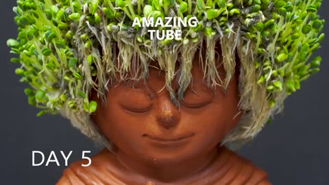 Growing Chia Seeds Time Lapse - Chia Pet #2 Monkey King