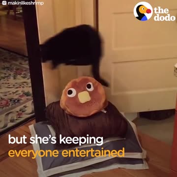 Cat Is Pretty Sure Kitchen Floor Is LAVA | The Dodo