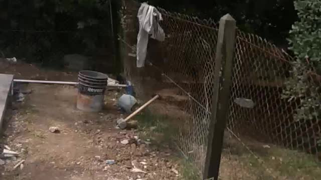Haciéndole trabajar al changuito 38 g de calor