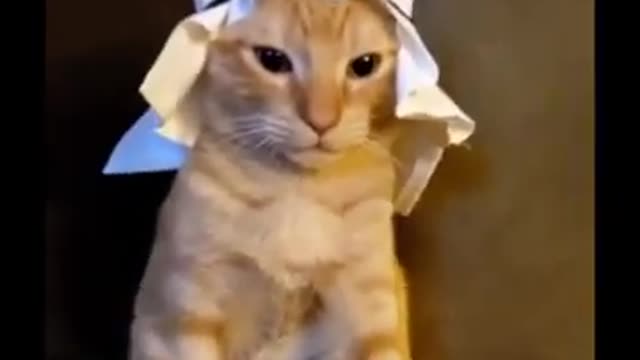 Cat wears a hat