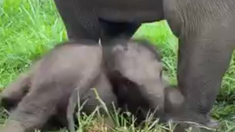 Funny Elephant