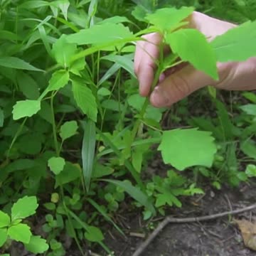 This Wild Plant Counteracts Poison Ivy!