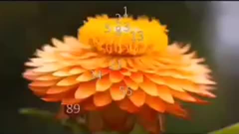 MATHEMATICS IN NATURE (Proving math wasn't "invented")