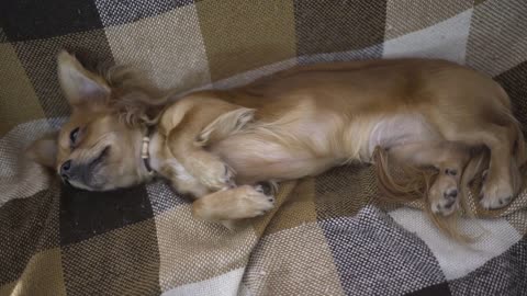 adorable funny dog chihuaha sleeps on plaid