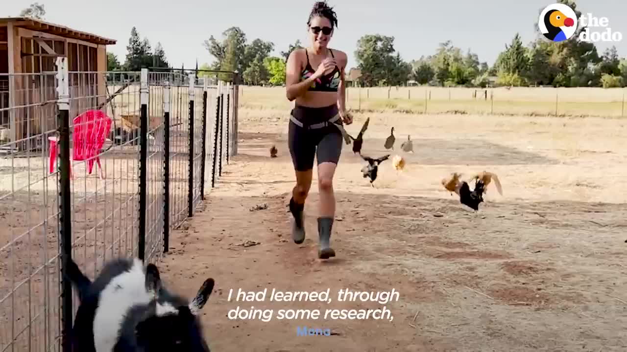 Guard Goose Becomes Women's Best Friend _ The Dodo Soulmates