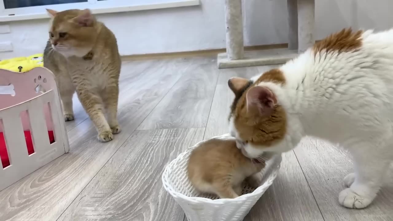 Mother cat carries a kitten.