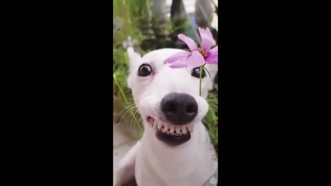 Laugh all day ultra funny animals