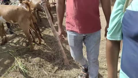 Cheapest Bakra Mandi in Karachi.