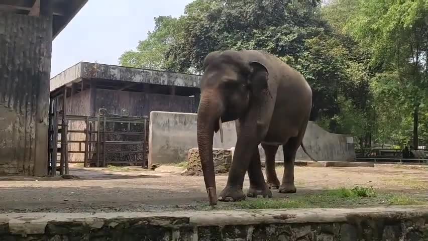Ragunan Zoo _ yuk keragunan, mengenalkan binatang kepada anak