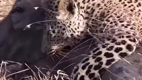 Hungry leopard trying to kill its prey