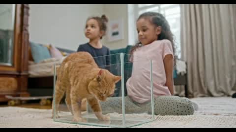 Babies playing with cat in the house...