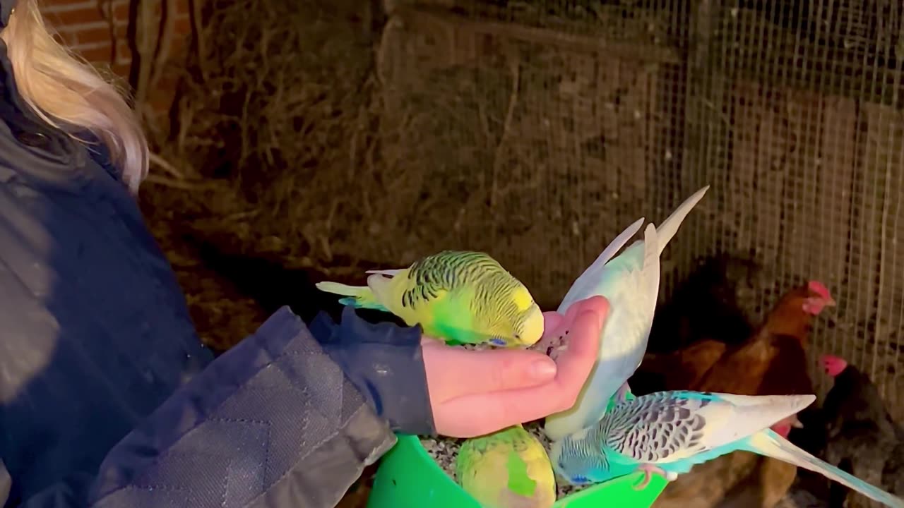 my oldest daughter feeding our budgies