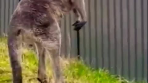 kangaroo