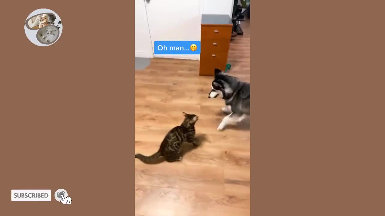 Cats vs Dogs fights - angry cats vs dogs funny compilation