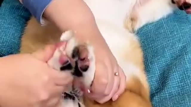 Funny dog Videos