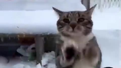 lovely pets