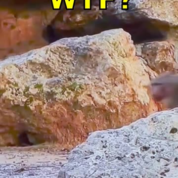 DOGTV Showing Red Baboon Asses!! WTF!! #shortsviral #dogshorts #dogs #shortsvideo