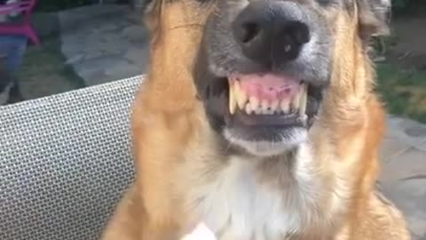 Funny dog cleaning teeth😂🤭 #dog