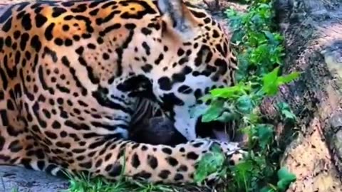 Big Cats Try Coconut