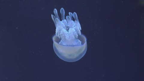 Jellyfish swimming down