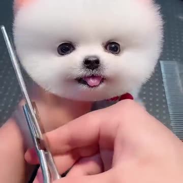 puppy || lovely puppy