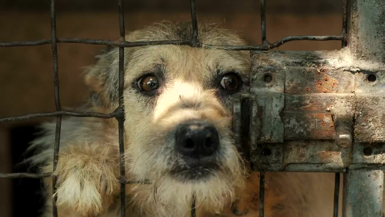 Dog asking for petting behind a cage