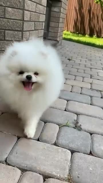 Cute dog