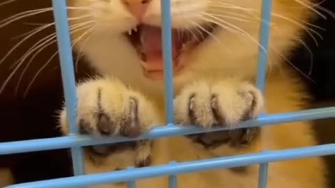 little cat loves to play