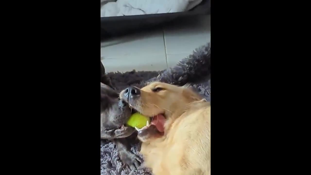 Funniest Animals Videos 2023 😹 Try Not To Laugh Funny Dogs And Cats