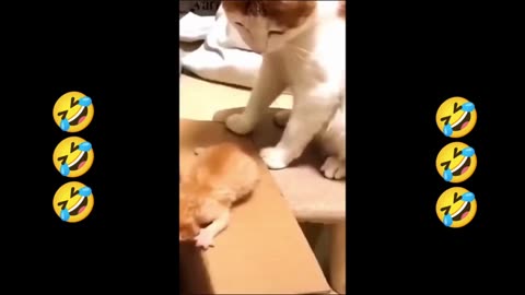 Cat funny video part 1 🤣🤣🤣