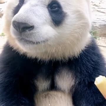 seconds to finish eating a bamboo shoot, although I was stunned and shaved my teeth