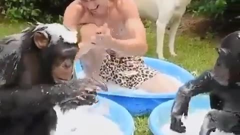 Dog and monkey in shower funny videos