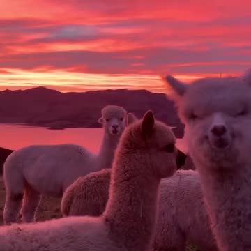 Alpacas are so cute