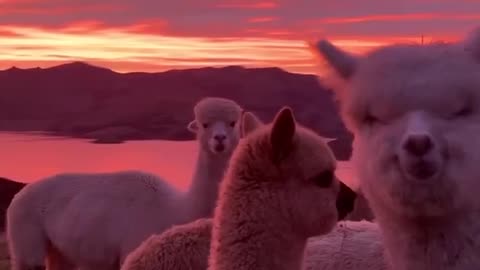 Alpacas are so cute