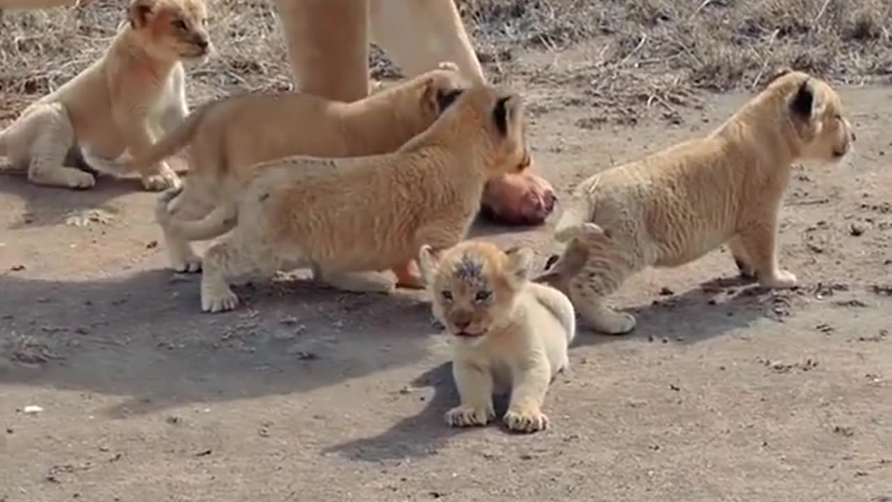 Mother loin with her cute cubs babys walking