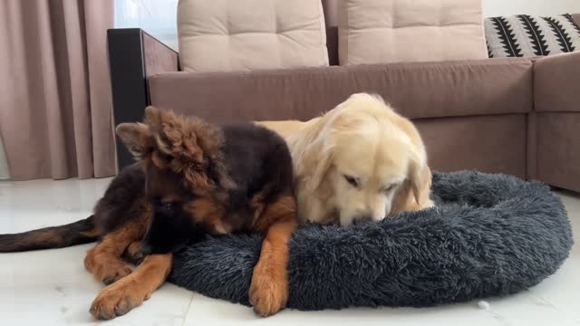 Golden Retriever Protects his Bed from a German Shepherd Puppy