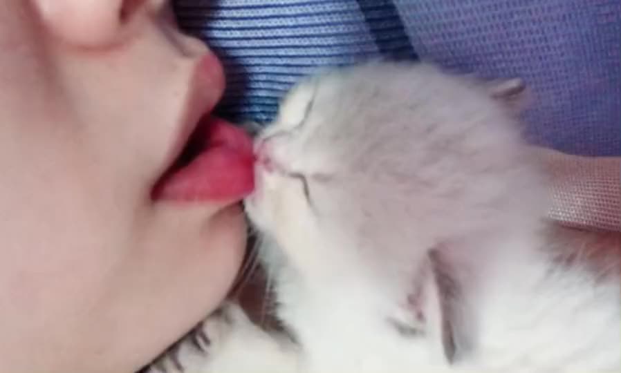 Cute and funny kitten practicing suckling - love cat